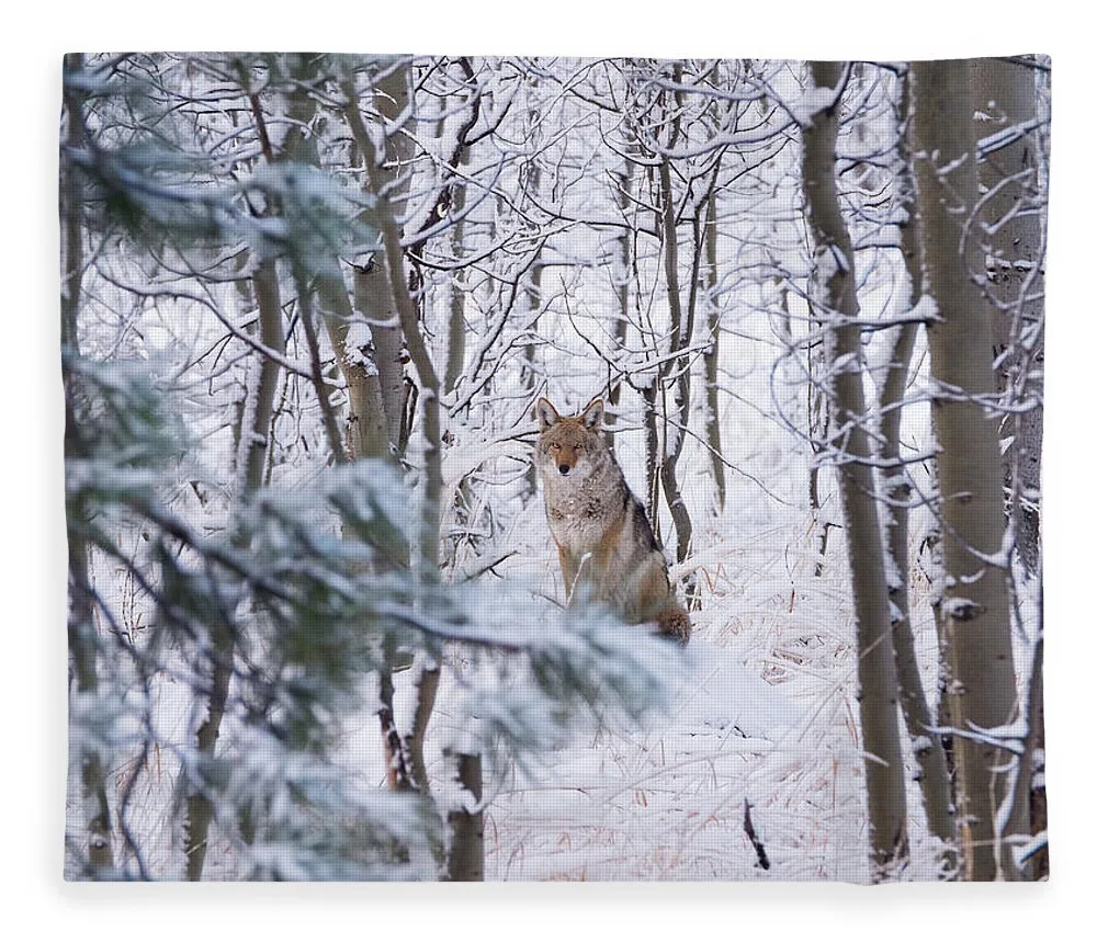Coyote In The Aspens - Blanket