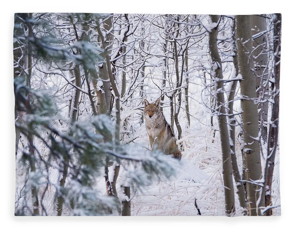 Coyote In The Aspens - Blanket