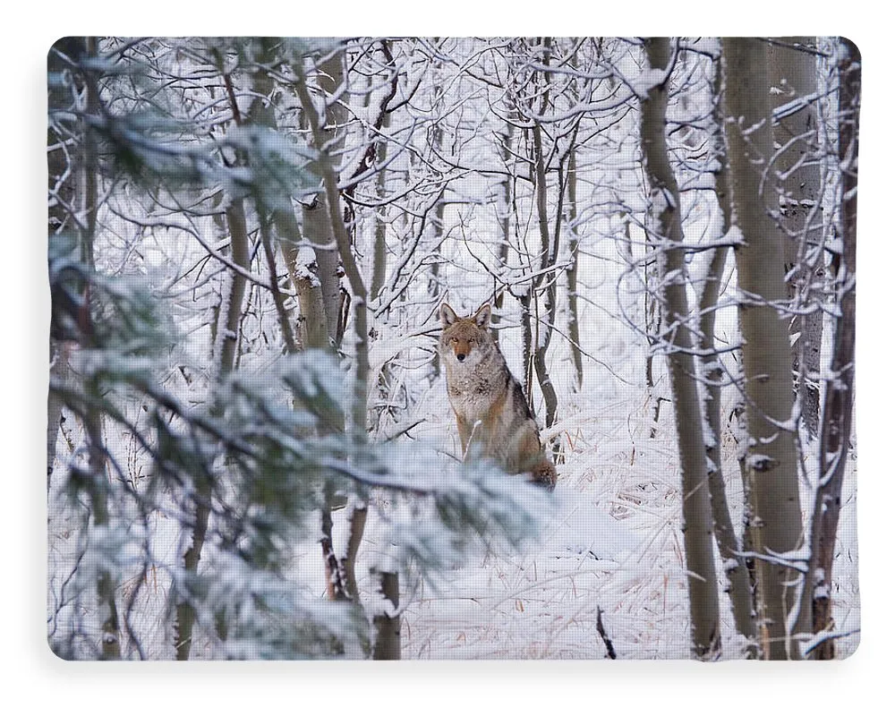 Coyote In The Aspens - Blanket