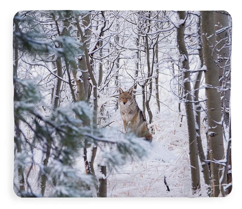 Coyote In The Aspens - Blanket
