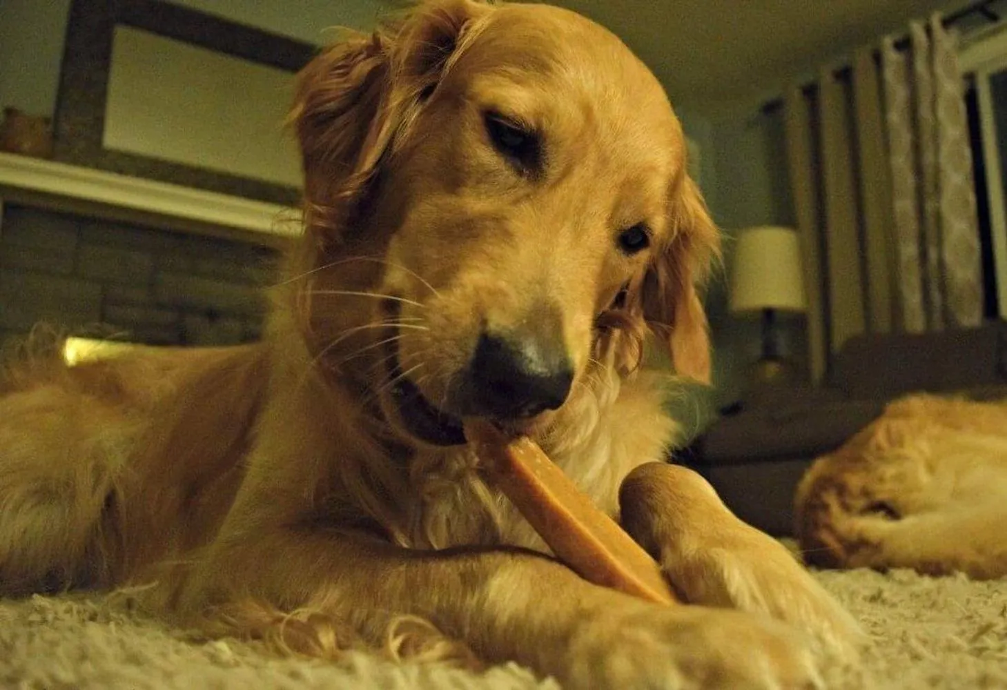 EcoKind Gold Yak Dog Chews | Grade A Quality, 100% Natural, Healthy & Safe For Dogs, Odorless, Approx. 1LB Bag With 3-4 Huge Pieces, Treat For Dogs, Keeps Dogs Busy & Enjoying, Indoors & Outdoor Use
