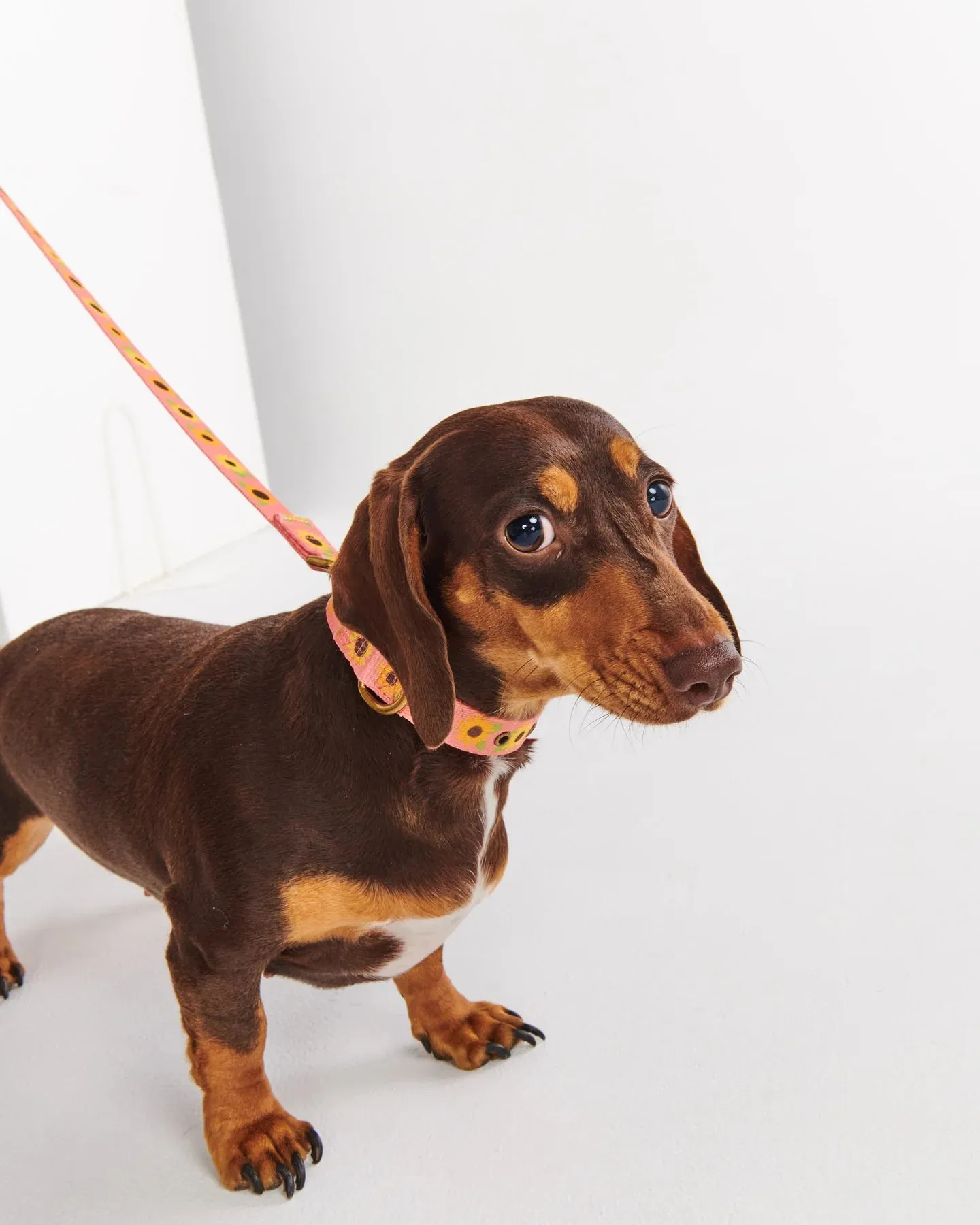 Kip & Co Sunflower Sunshine Dog Lead