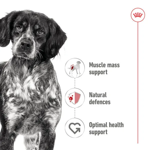 Royal Canin | Size Health Nutrition Wet Dog Food | Medium Adult - 140g